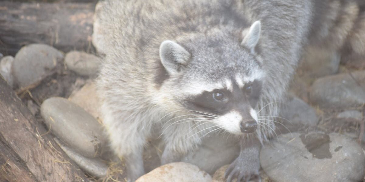 Lumber Storage Ideas – Wall Racks and Mobile Carts